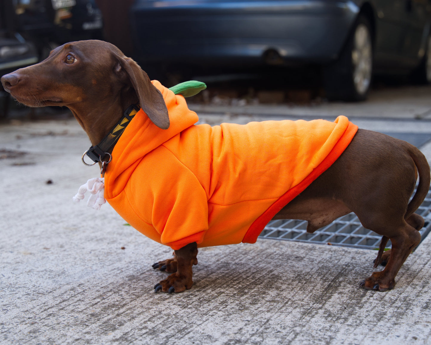 Carrot Dog Sweater Hoodie