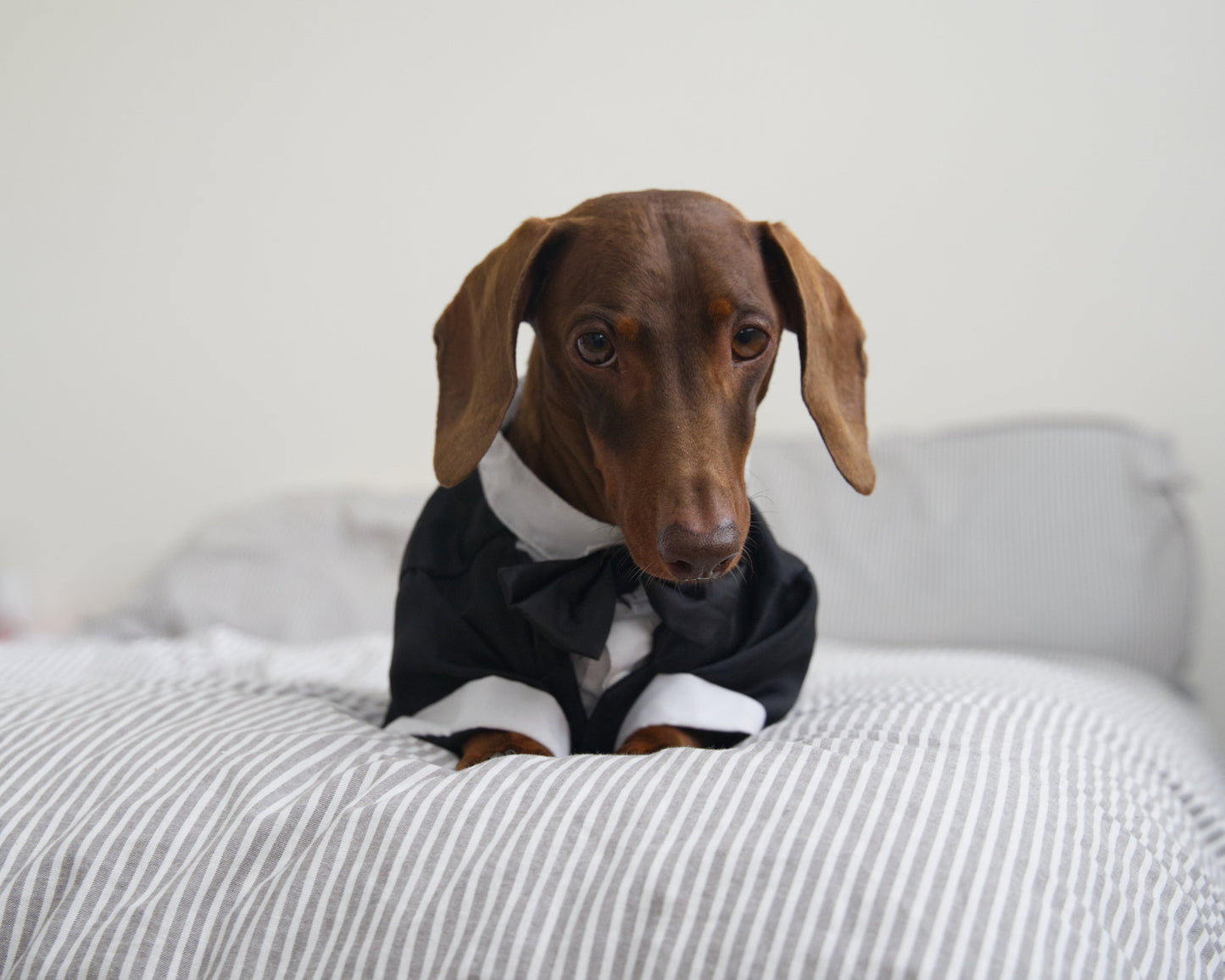 Dog Tuxedo Costume