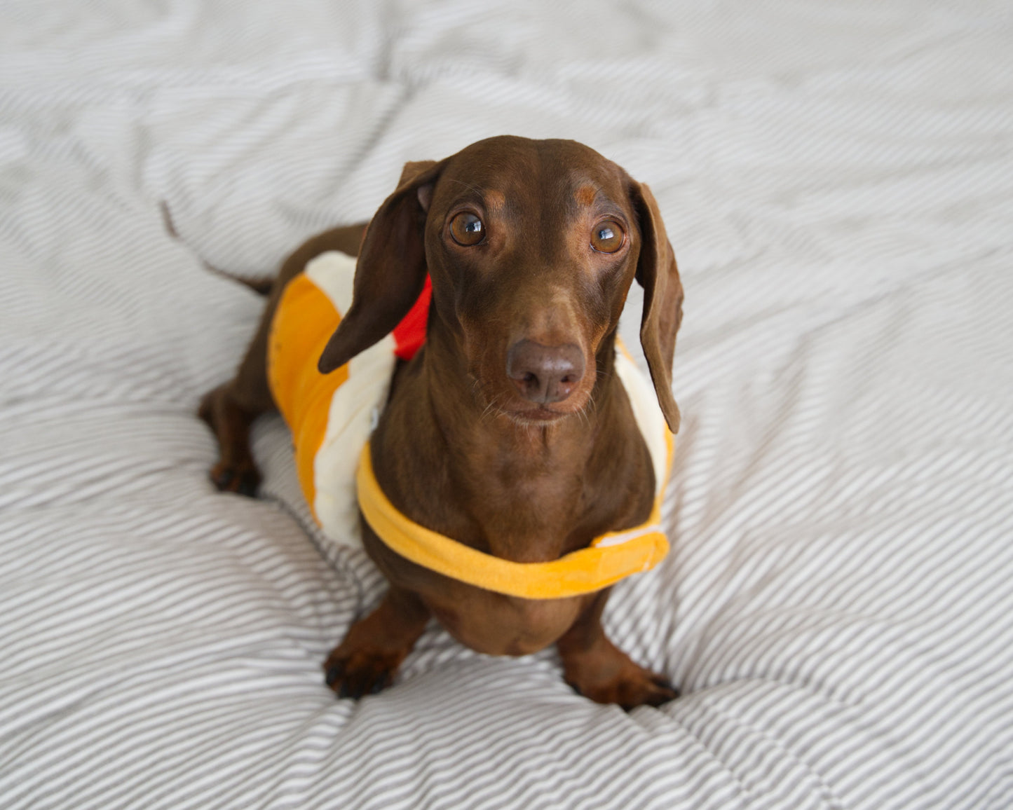 Hot Dog Fancy Dress Costume