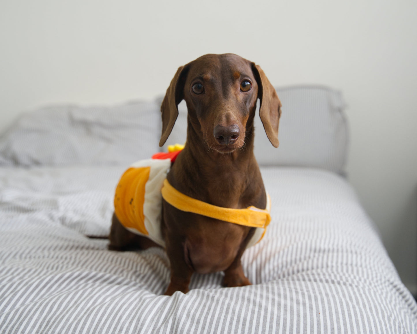 Hot Dog Fancy Dress Costume