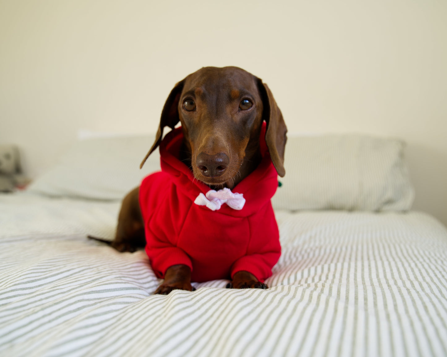 Apple Dog Sweater Hoodie
