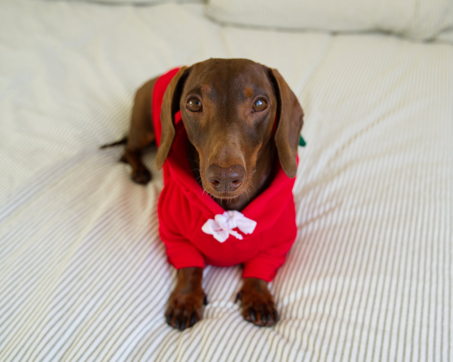 Apple Dog Sweater Hoodie