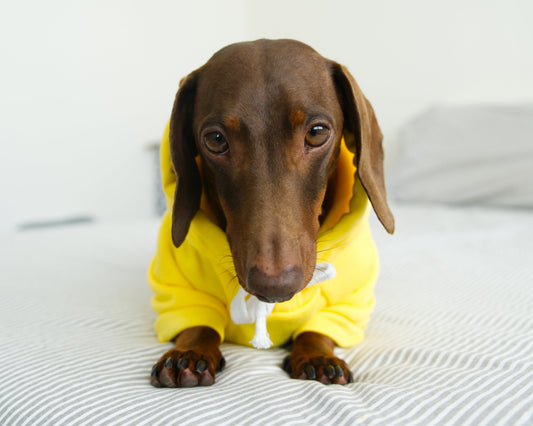 Banana Dog Sweater Hoodie