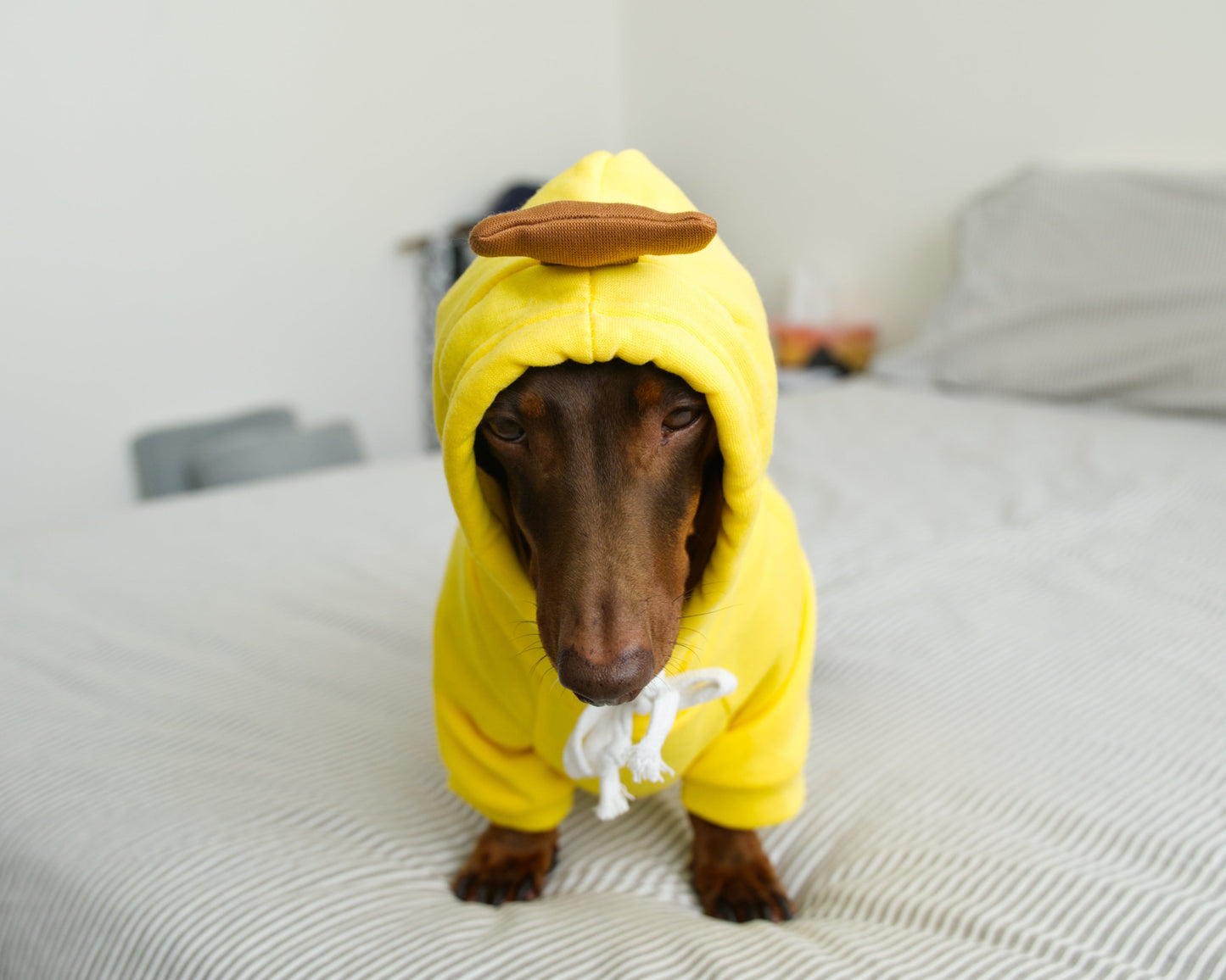 Banana Dog Sweater Hoodie