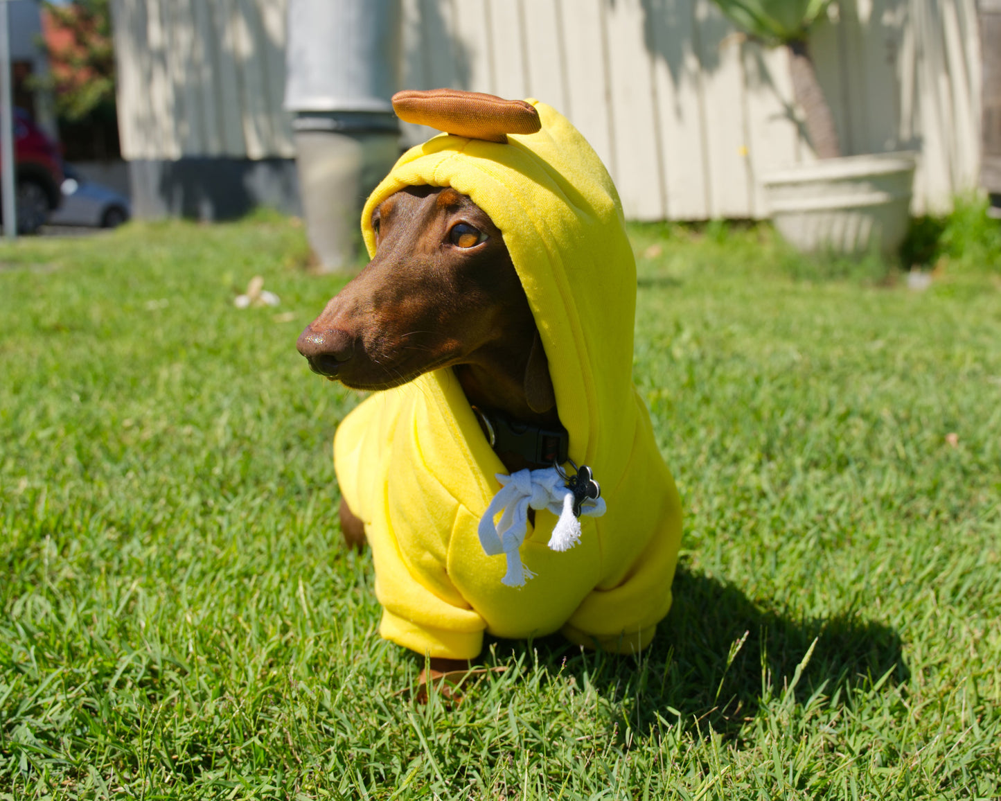 Banana Dog Sweater Hoodie