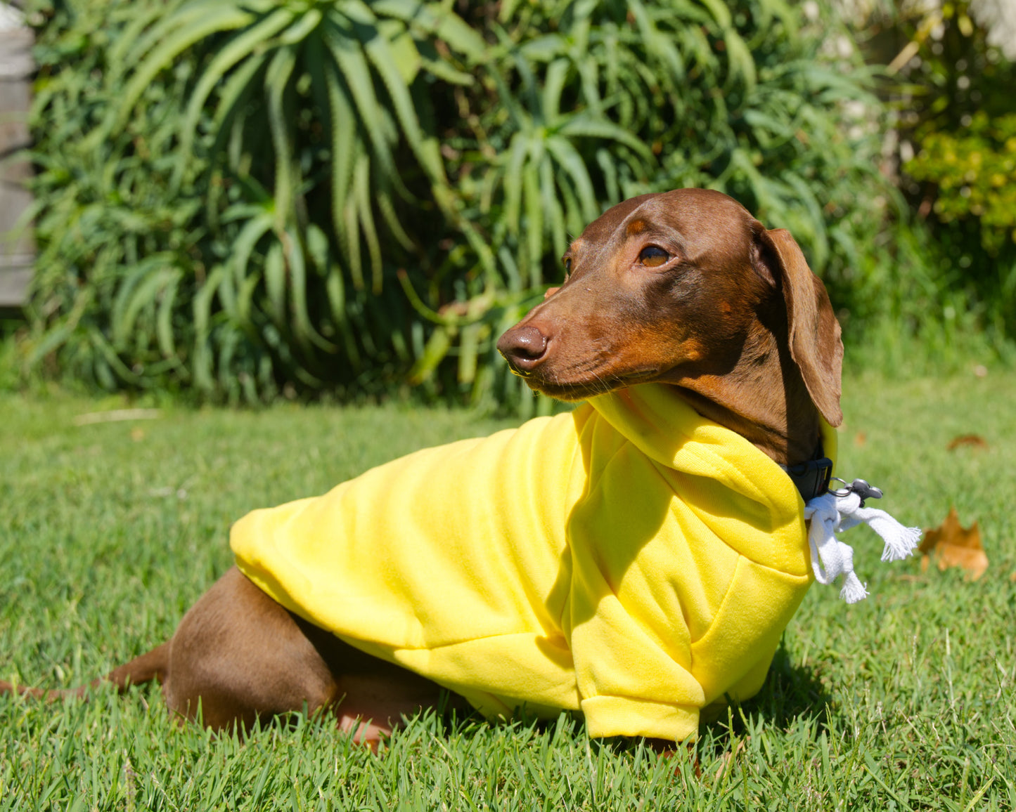 Banana Dog Sweater Hoodie