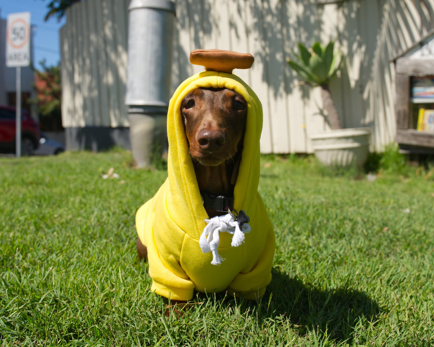Banana Dog Sweater Hoodie