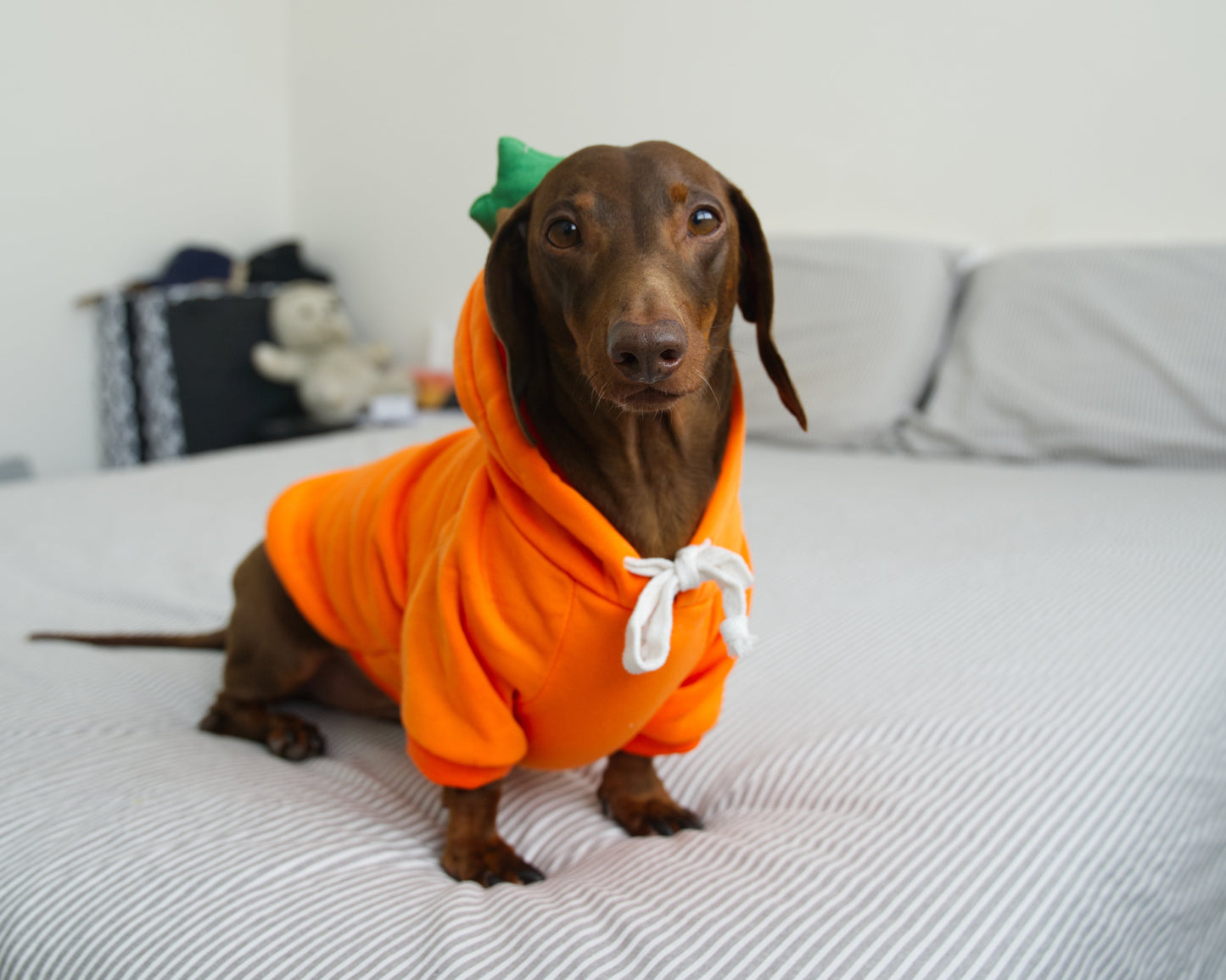 Carrot Dog Sweater Hoodie