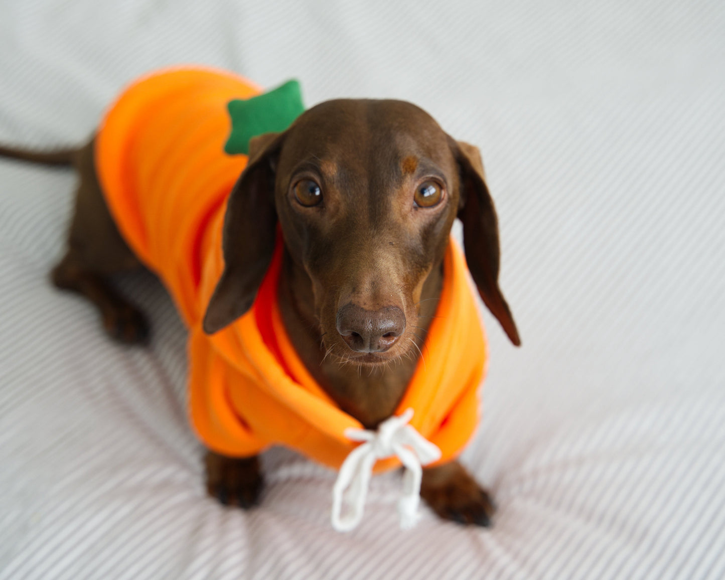 Carrot Dog Sweater Hoodie