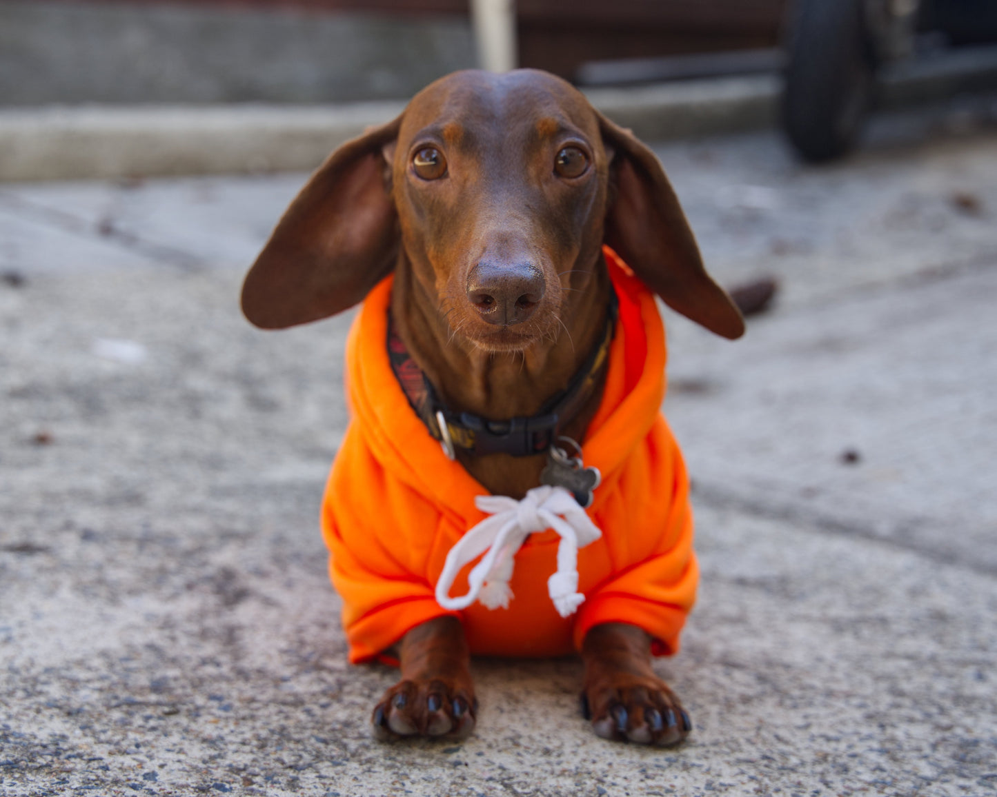 Carrot Dog Sweater Hoodie