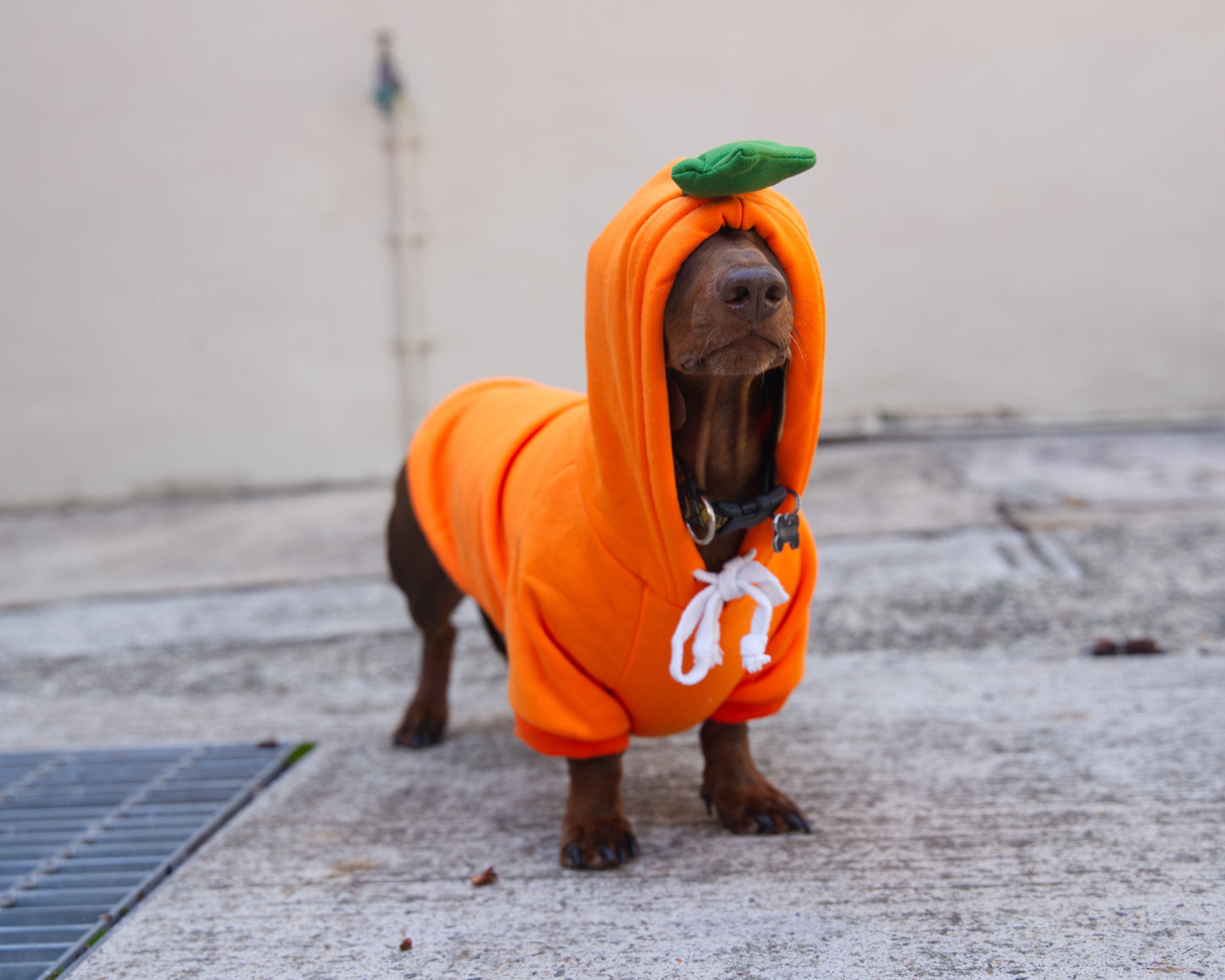 Carrot Dog Sweater Hoodie