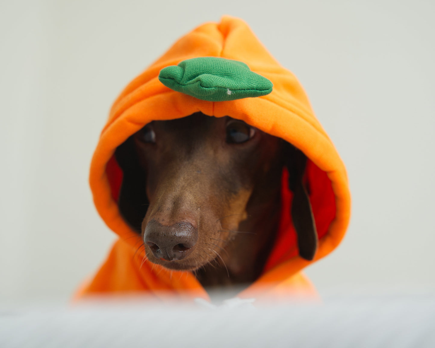 Carrot Dog Sweater Hoodie