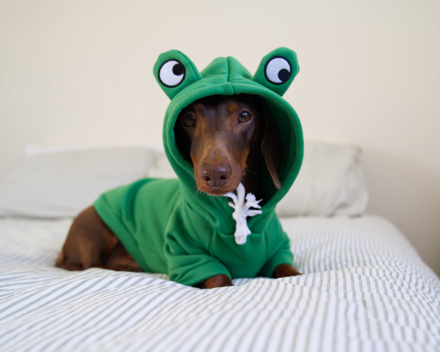 Frog Dog Sweater Hoodie