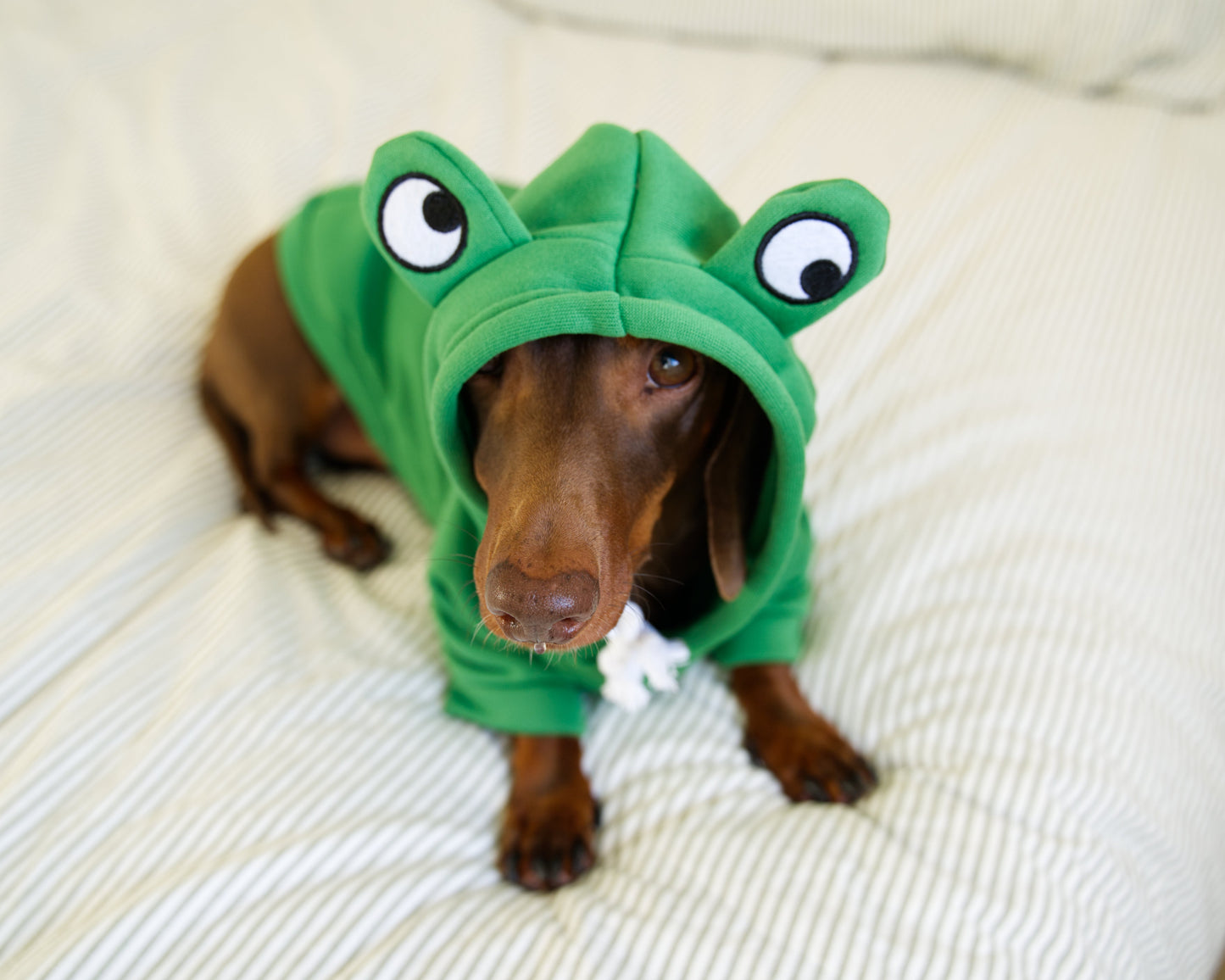 Frog Dog Sweater Hoodie
