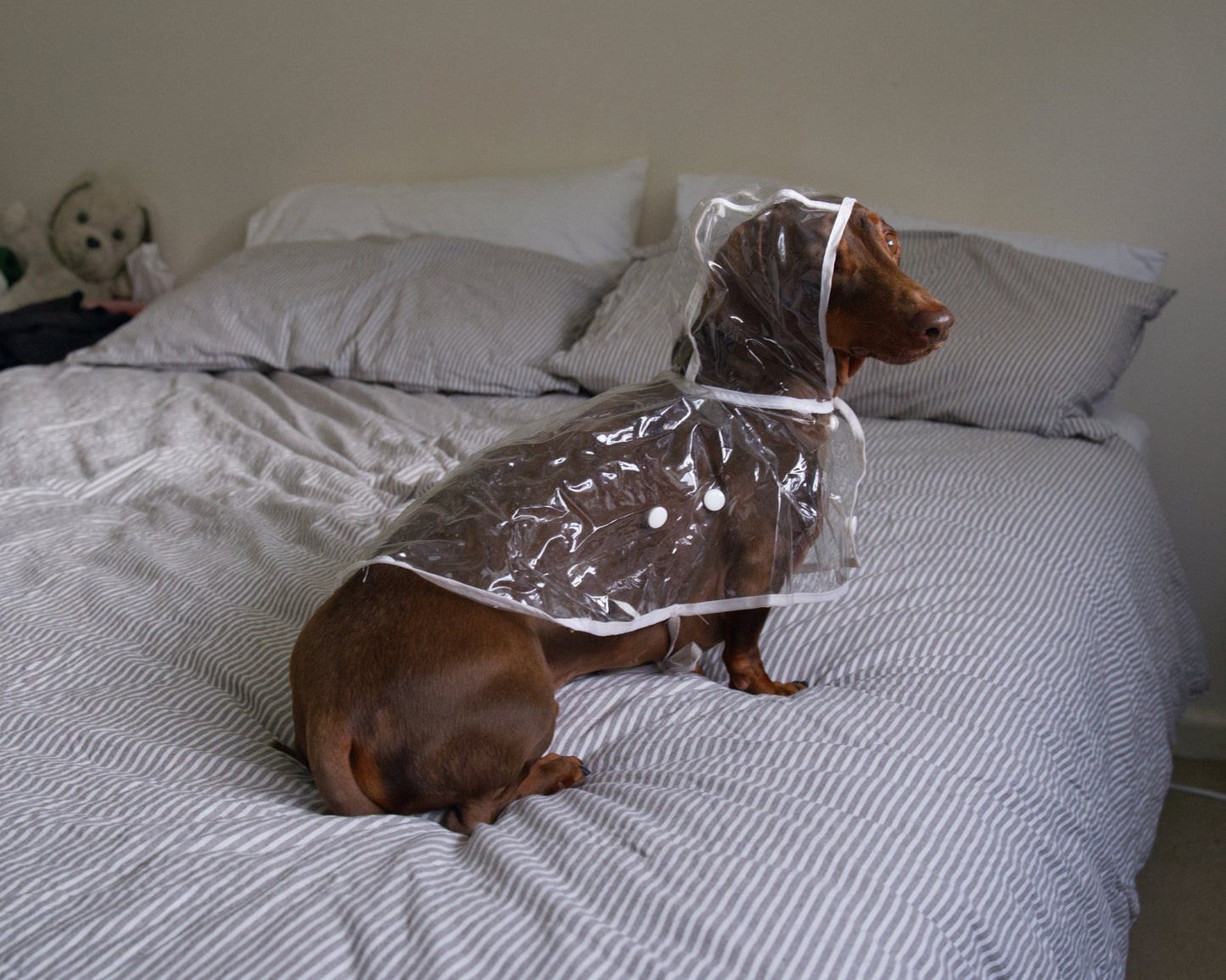 Transparent Waterproof Dog Raincoat