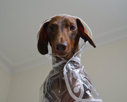 Transparent Waterproof Dog Raincoat
