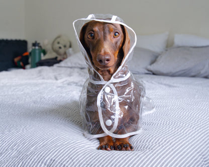 Transparent Waterproof Dog Raincoat