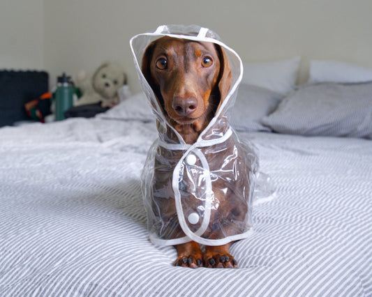Transparent Waterproof Dog Raincoat
