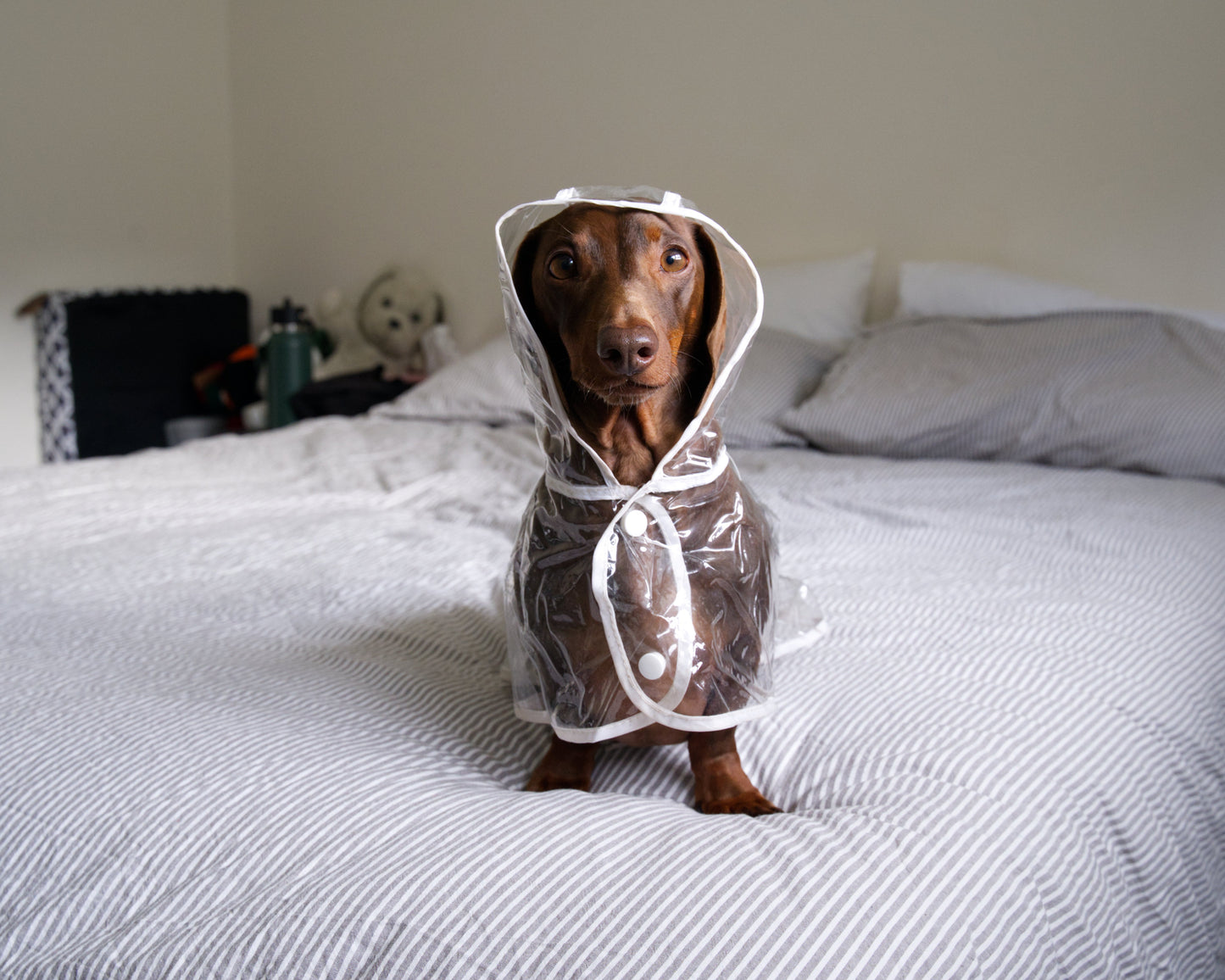 Transparent Waterproof Dog Raincoat