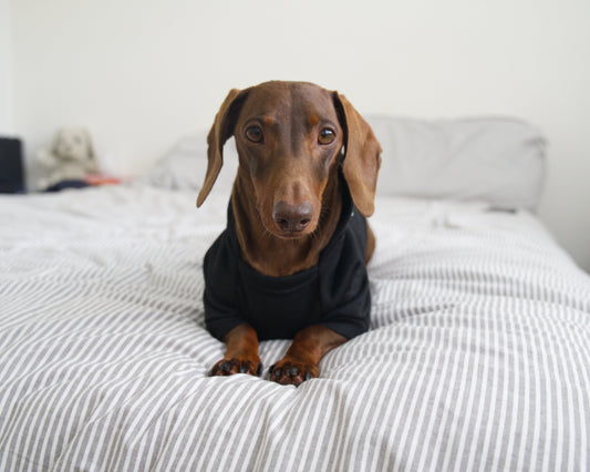 Security Dog Sweater Hoodie