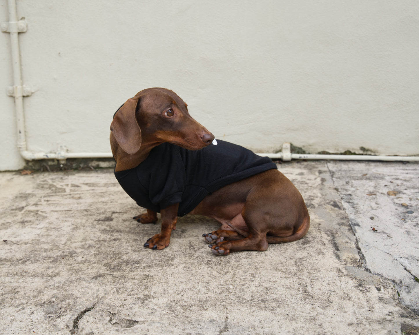 Security Dog Sweater Hoodie