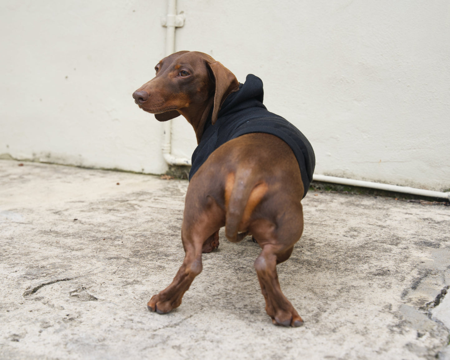 Security Dog Sweater Hoodie
