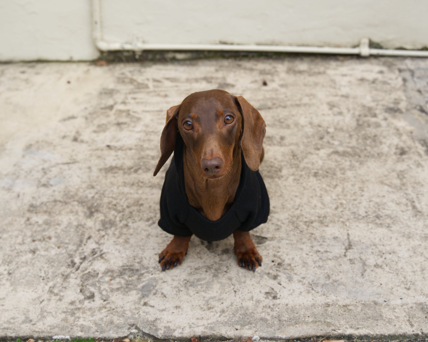 Security Dog Sweater Hoodie