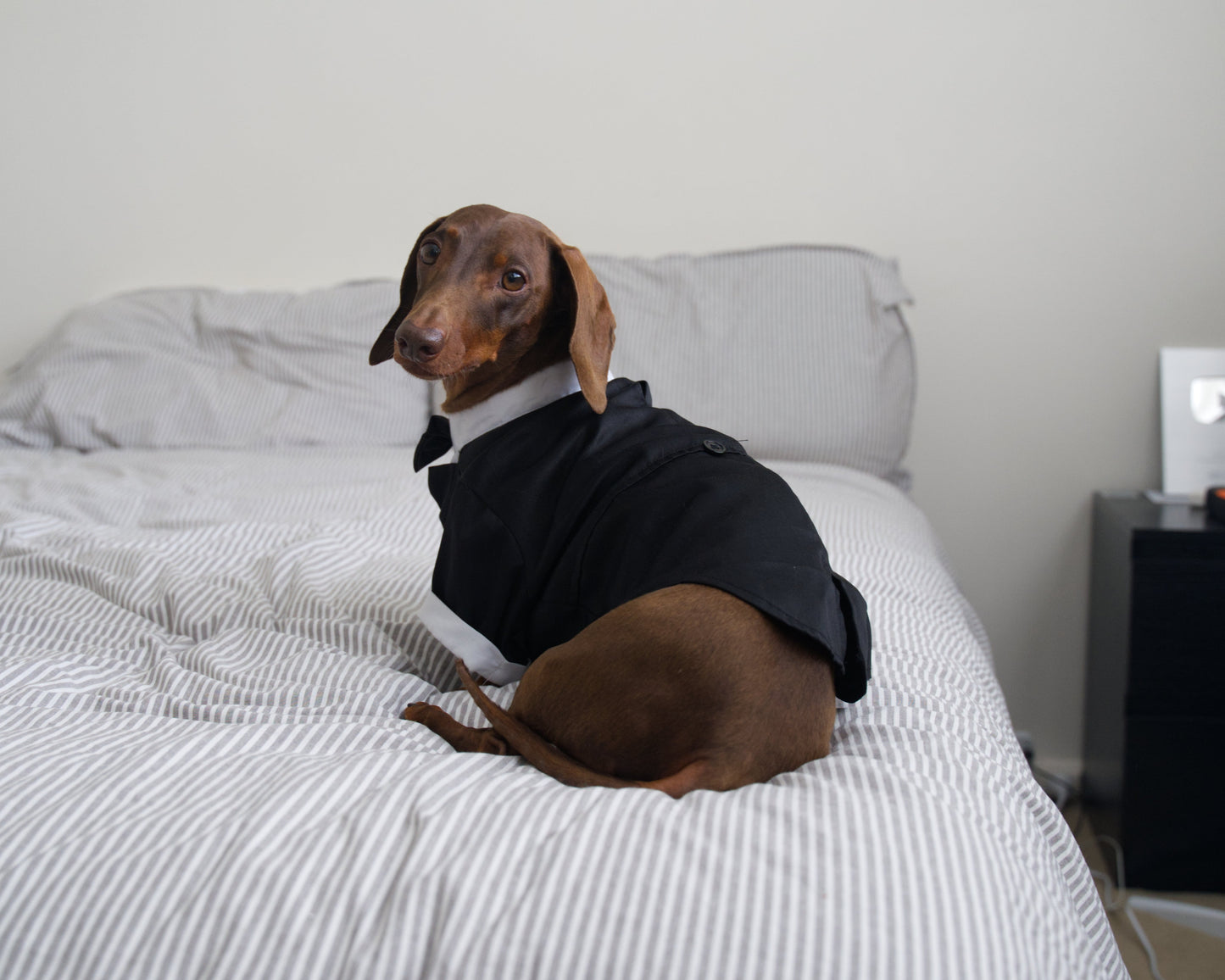 Dog Tuxedo Costume