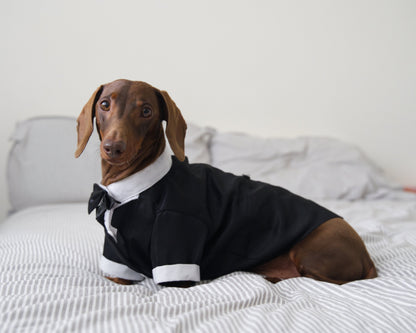 Dog Tuxedo Costume