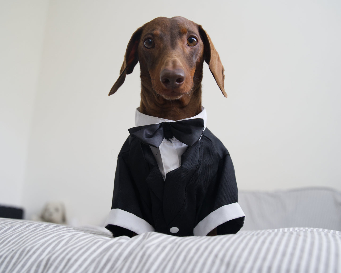 Dog Tuxedo Costume