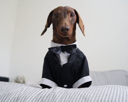 Dog Tuxedo Costume