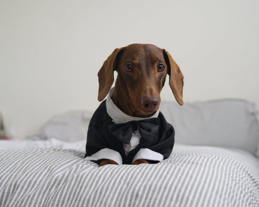Dog Tuxedo Costume