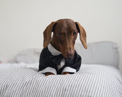 Dog Tuxedo Costume