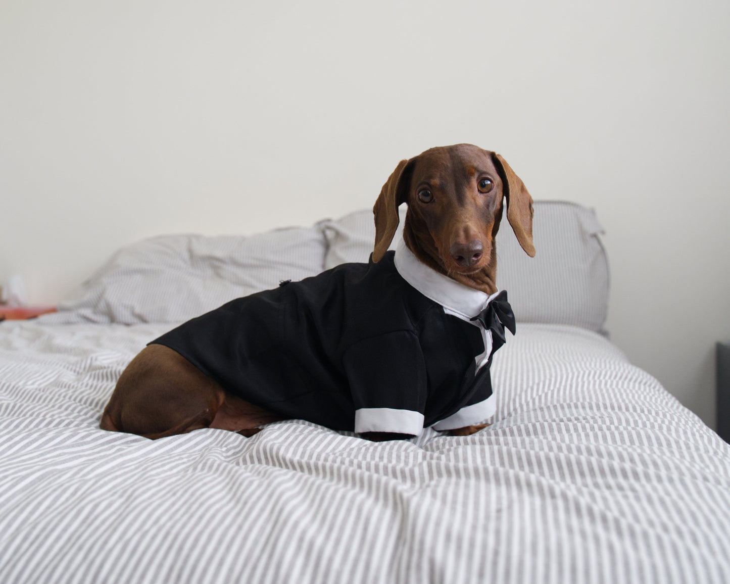 Dog Tuxedo Costume