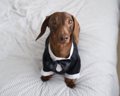 Dog Tuxedo Costume